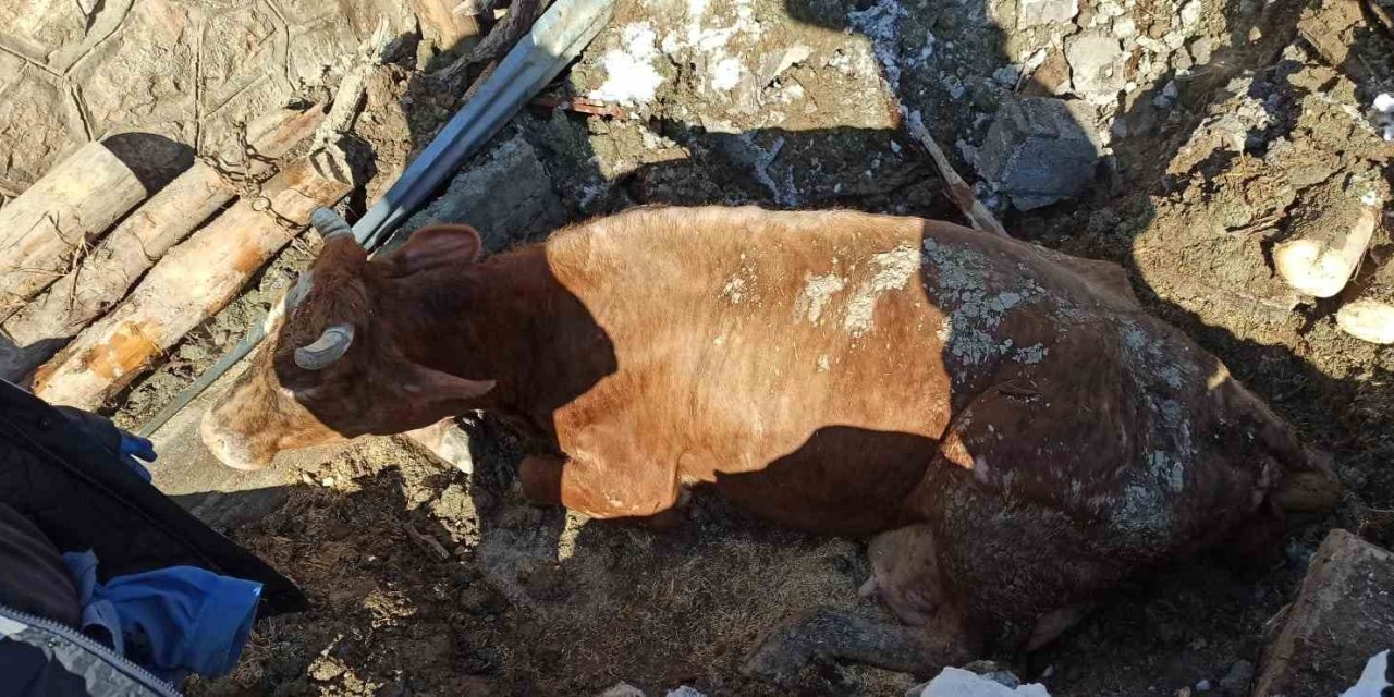 Ekipler Enkaz Altında Kalan Hayvanları Kurtarılıp, Brandadan Hayvan Barınağı Kuruyor