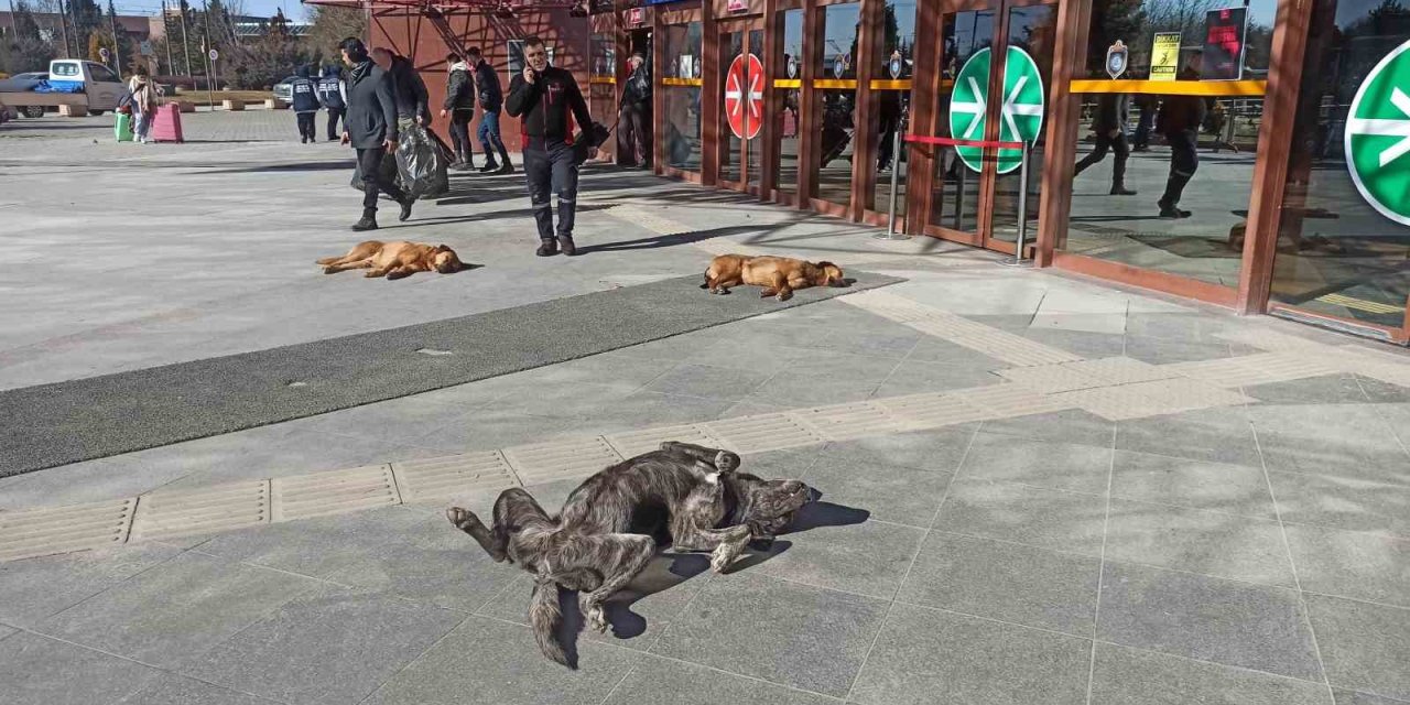 Sevimli Dostların Güneş Keyfi Gülümsetti