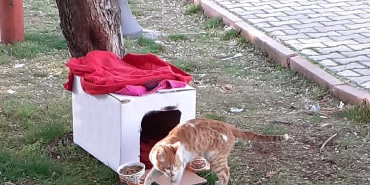 Yıkıntılar Arasından Gelen Kediye Kucak Açtı