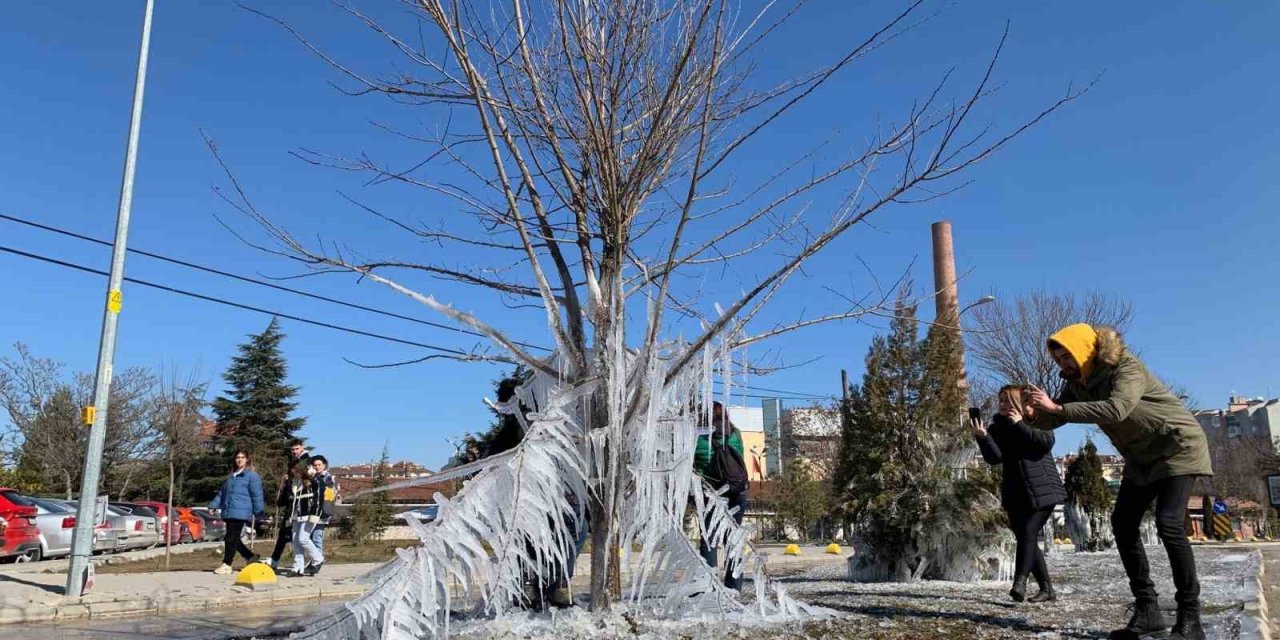 Donan Ağaçlar Kartpostallık Görüntü Oluşturdu