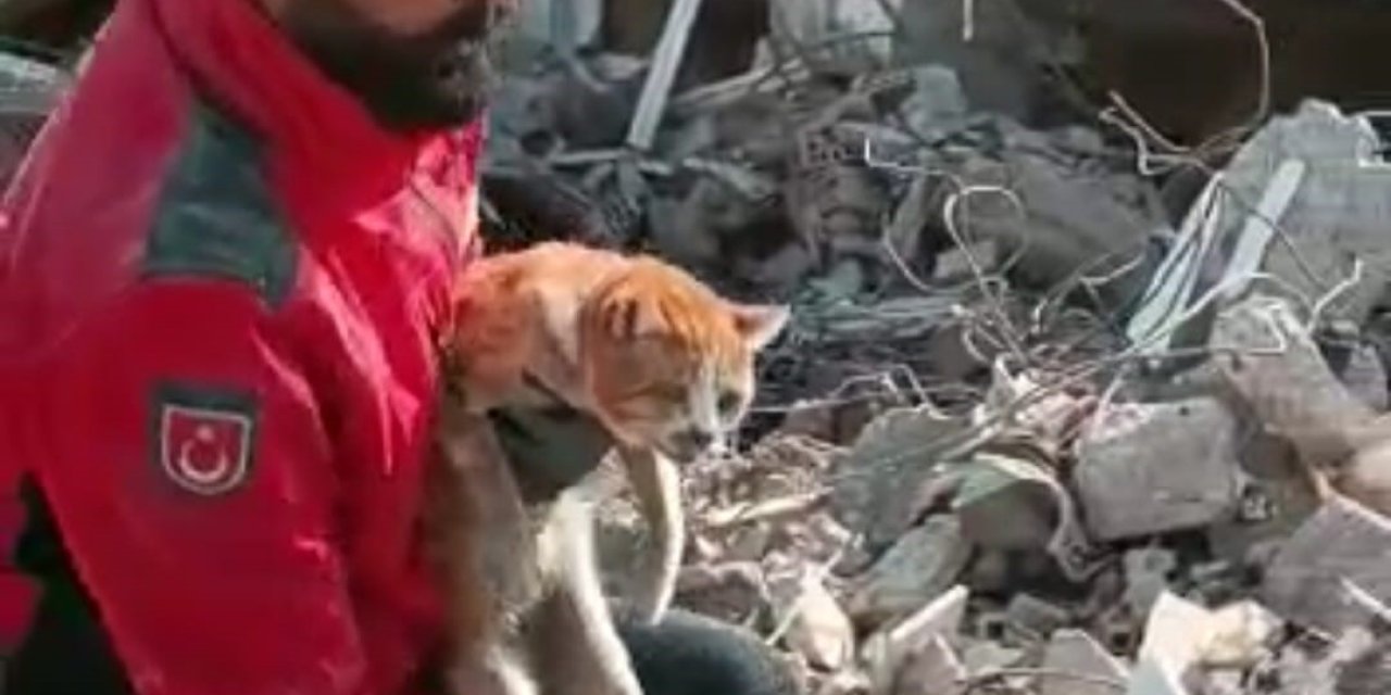 Enkaz Altındaki Kedi 10 Gün Sonra Kurtarıldı