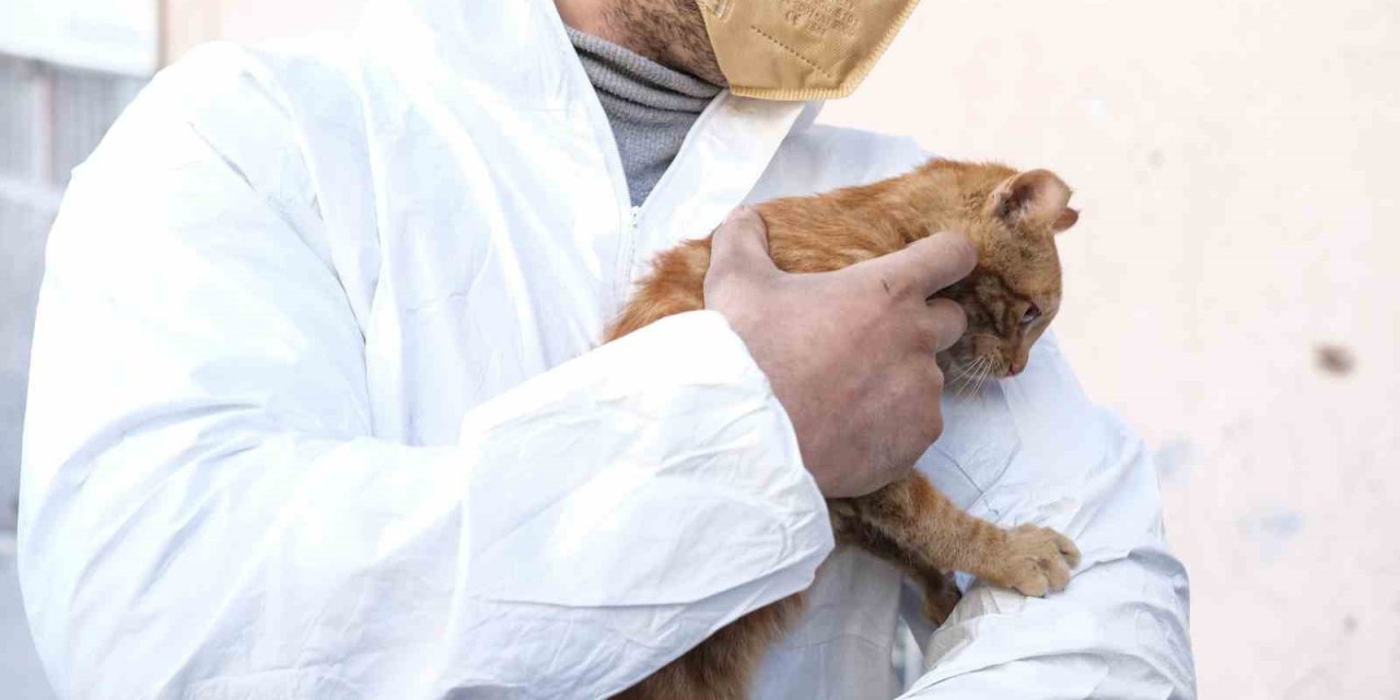 Deprem’den 248 Saat Sonra Enkazdan Sağ Çıkarılan Kediye ‘afad’ İsmi Verildi