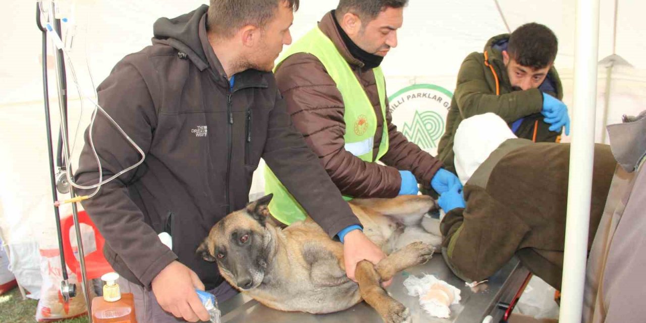 Depremde Yaralanan Hayvanlar İçin Tedavi Merkezi Kuruldu