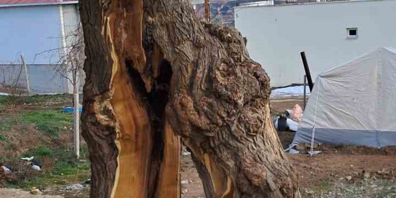 Yaşanan Depremde Ağaç İkiye Bölündü