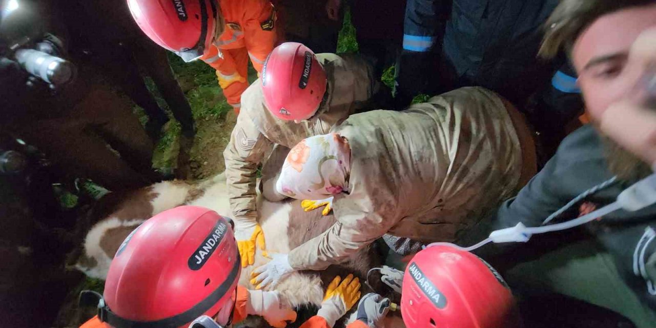 Günlerce Enkaz Altına Sürünerek Girip Beslediği İneğine 11 Gün Sonra Kavuştu