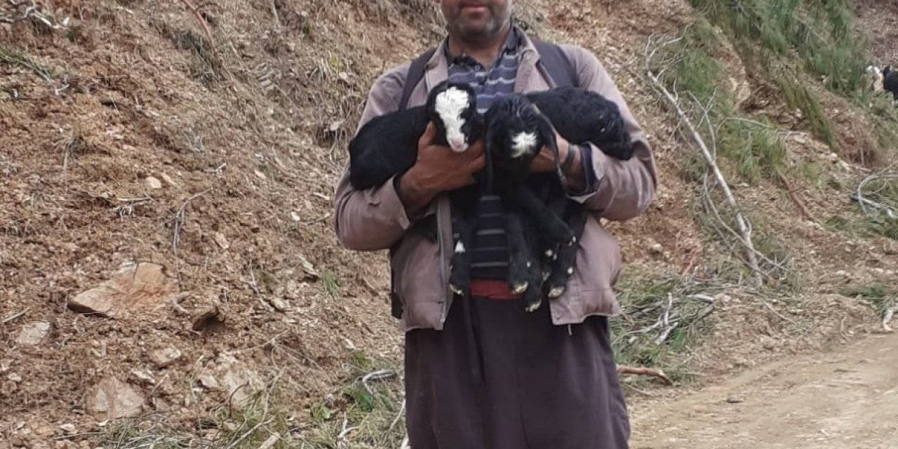 Toroslar’da Çobanların Oğlak Mesaisi Devam Ediyor