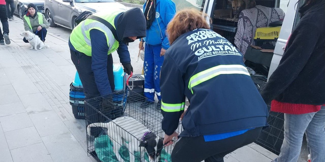 Akdeniz Belediyesi Sokakta Yaşayan Canlıları Da Unutmadı