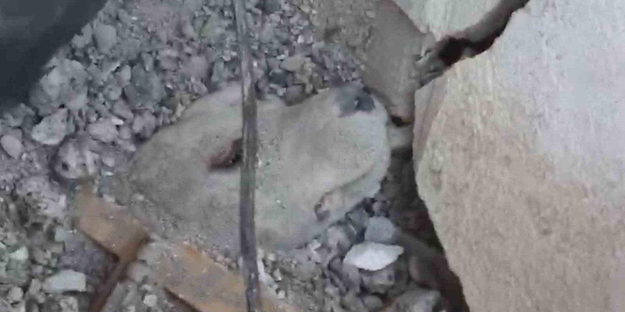 Depremden 6 Gün Sonra Enkazdan Sağ Kurtarılan Köpeğin Görüntüleri Ortaya Çıktı