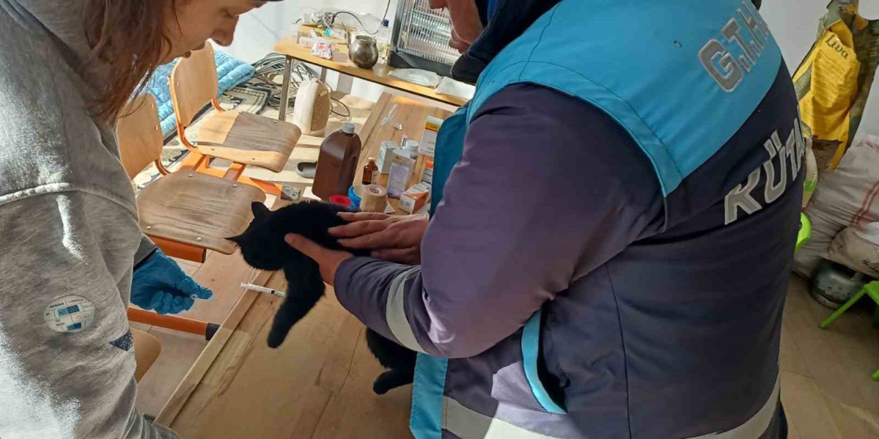 Deprem Bölgesinde Donmak Üzereyken Buldukları Kediyi Kütahya’ya Getirecekler
