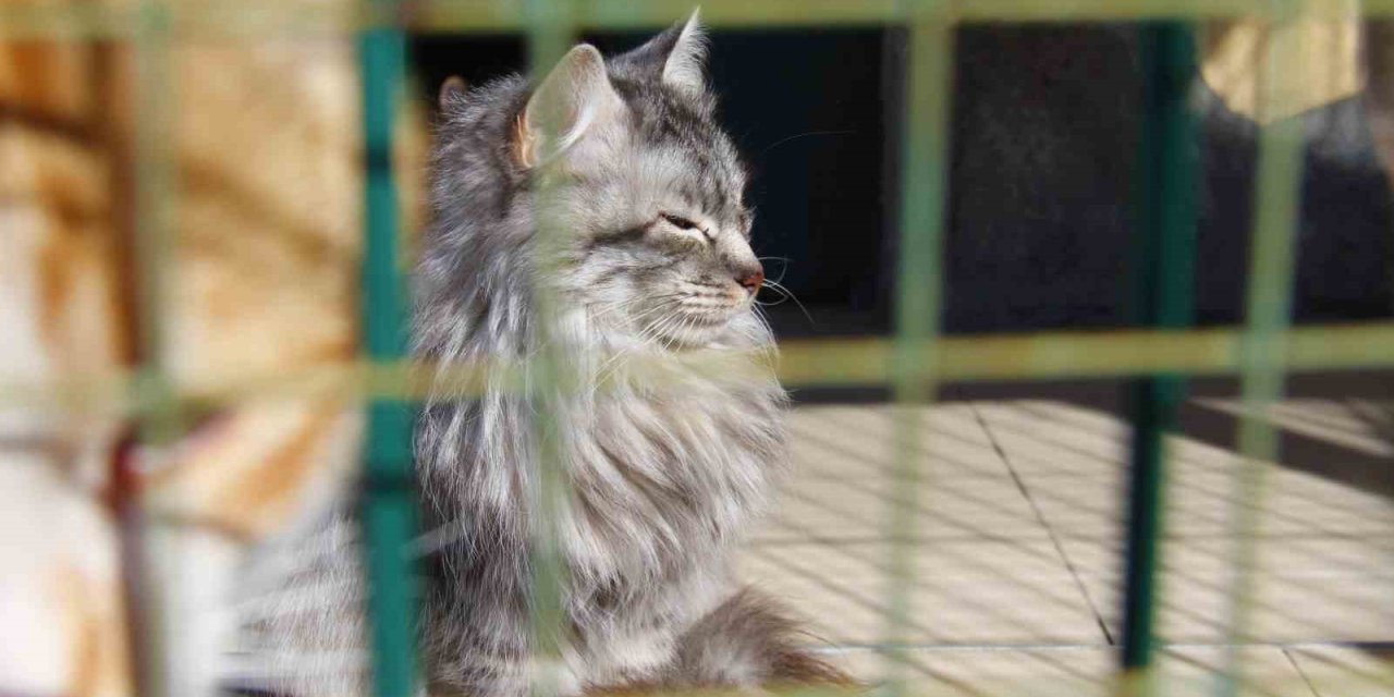 Depremde Enkaz Altından Kurtarılan Hayvanlar, Barınağa Yerleştirildi