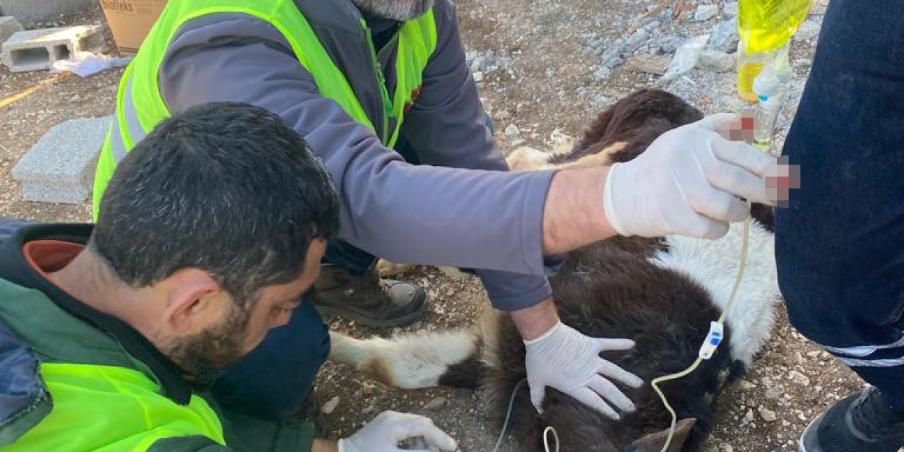 Adıyaman’da Enkaz Altında Kalan 2 Buzağı, 13’üncü Günde Sağ Olarak Çıkarıldı