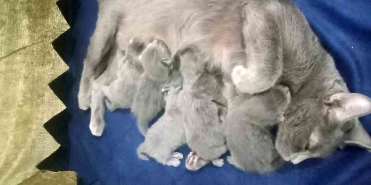 Hatay’da Deprem Gecesi Doğum Yapan Kedi 5 Yavrusunu Bırakmadı