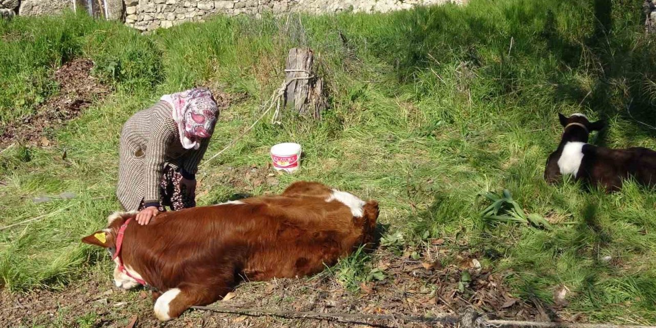 Depremzede Kadın ‘hayat Arkadaşım’ Dediği İneklerini Geride Bırakmadı