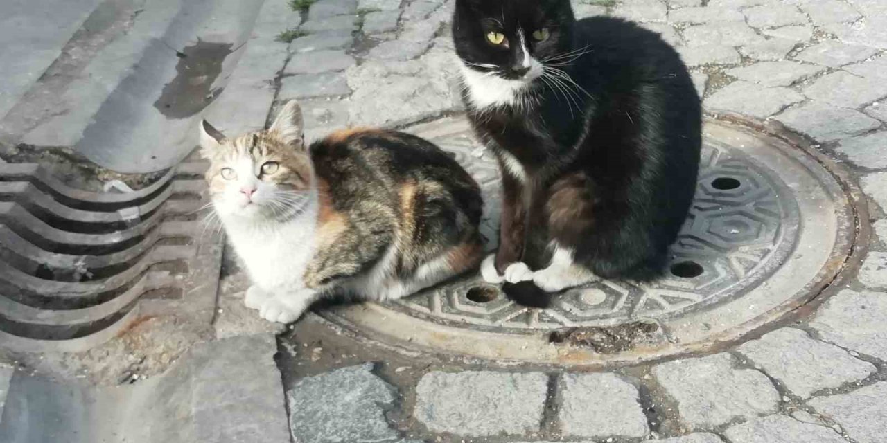 Üşüyen Kediler Isınmak İçin Çözüm Yolu Buldu