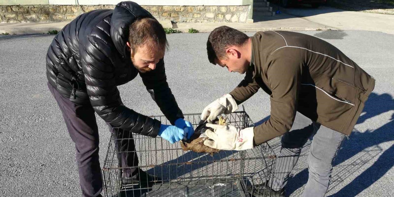 Yaralı Ve Hasta Şahini Milli Parklar’a Teslim Ettiler