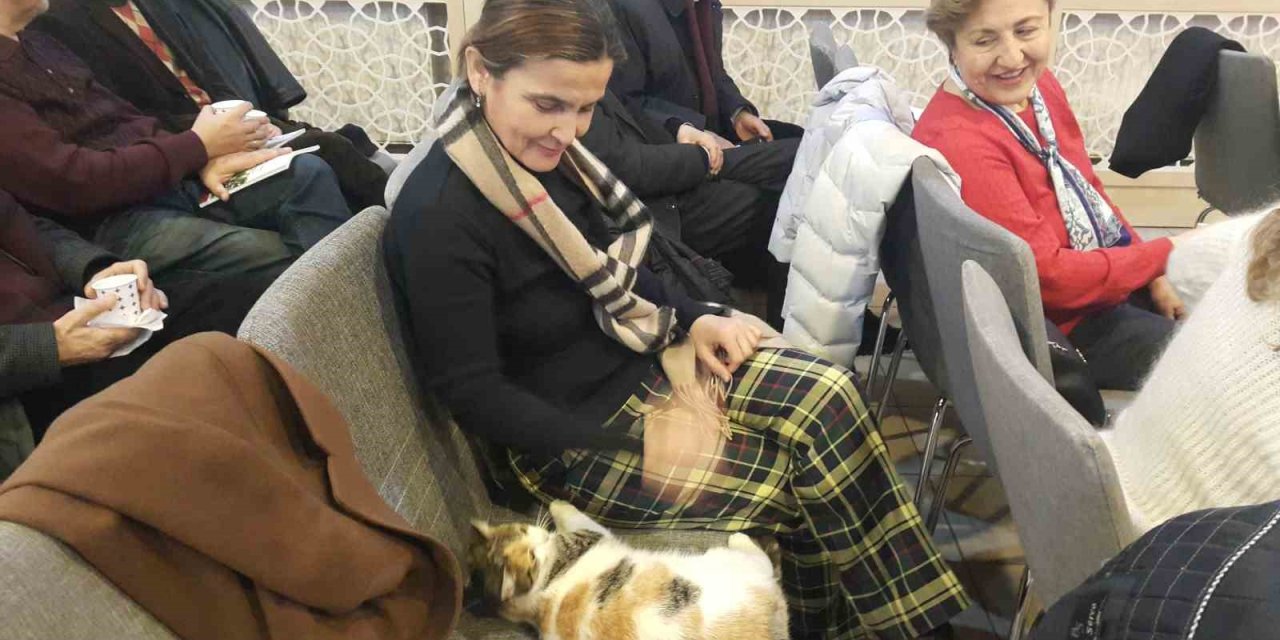 Soğukta Üşüyen Kedi Sanat Merkezine Sığındı