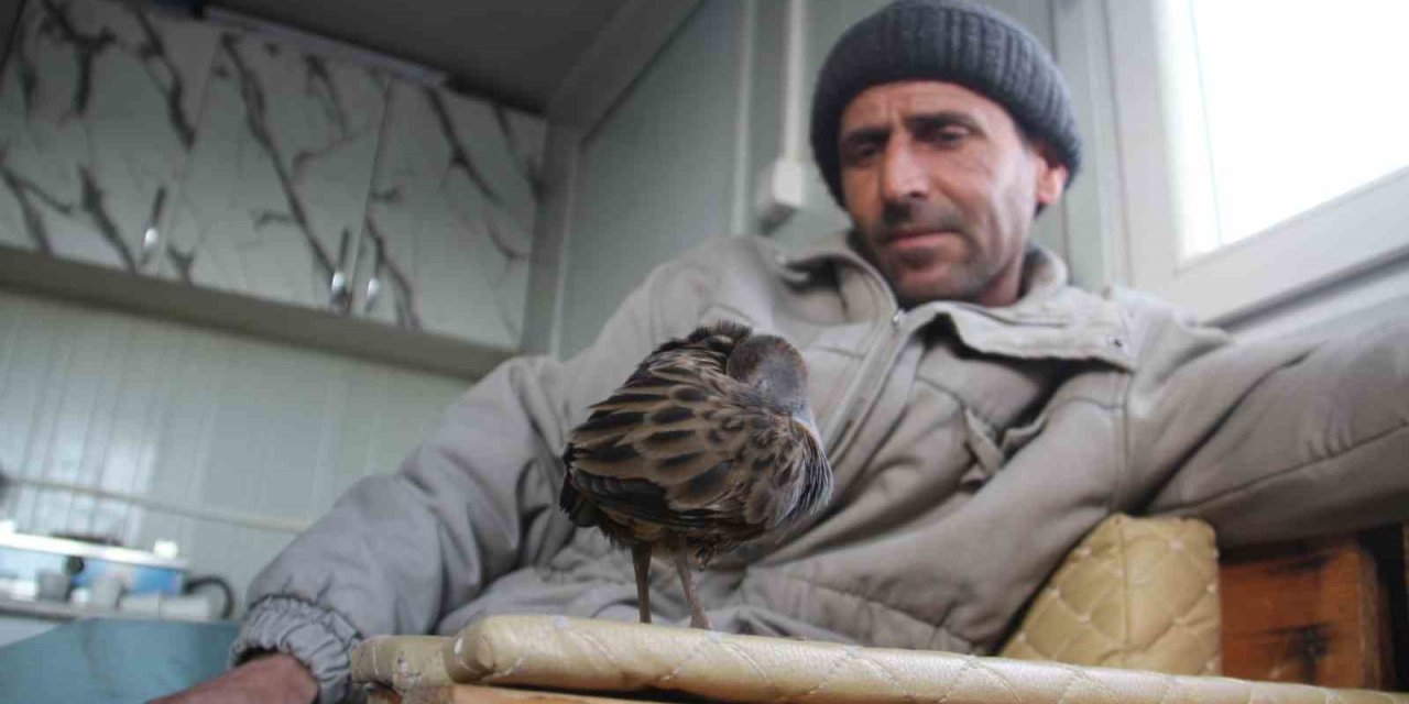 Limanda Hareketsiz Bulunan Çulluk Kuşuna Balıkçılar Sahip Çıktı