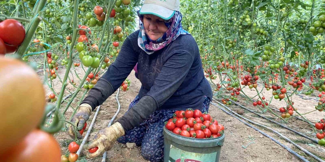 Örtü Altı Tarımda Başı Çeken İlçede Domates Üretimi İlk Sırada Yer Aldı