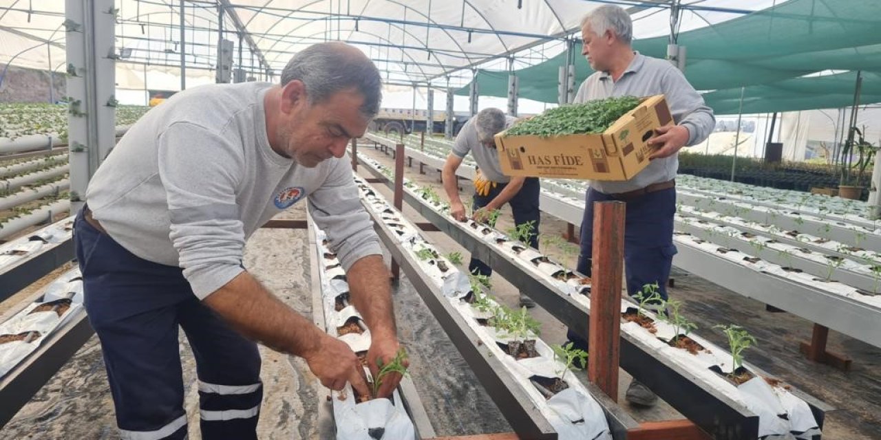 Mezitli Belediyesi, Topraksız Tarım İçin Adım Attı