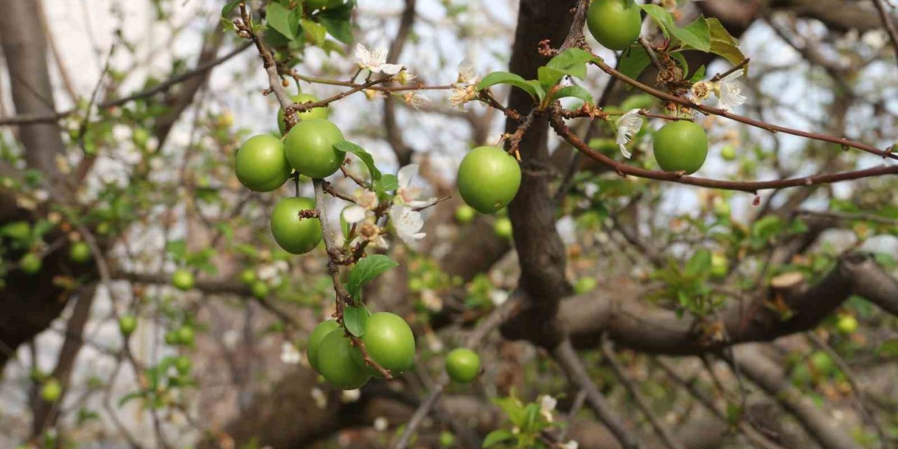 Turfanda Örtü Altı Can Erik Hasadı Başladı