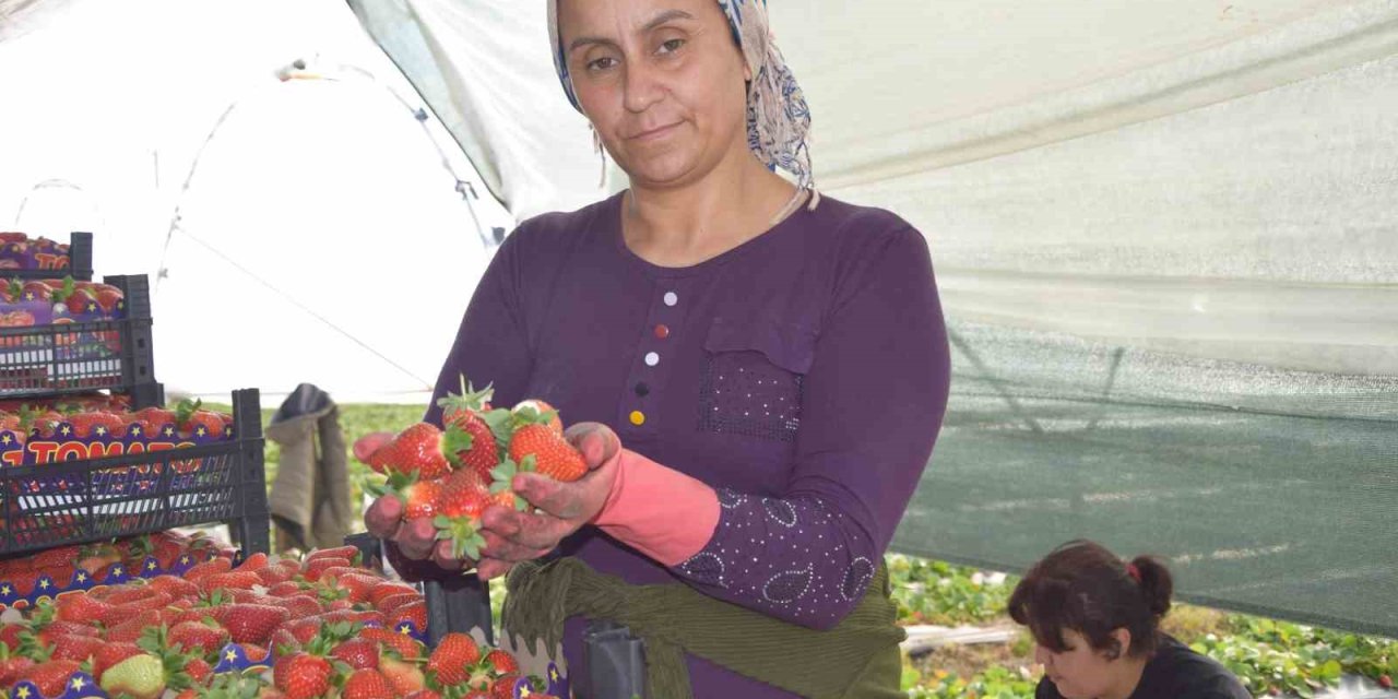 45 Gün Beklenip 6 Ay Hasat Yapılıyor