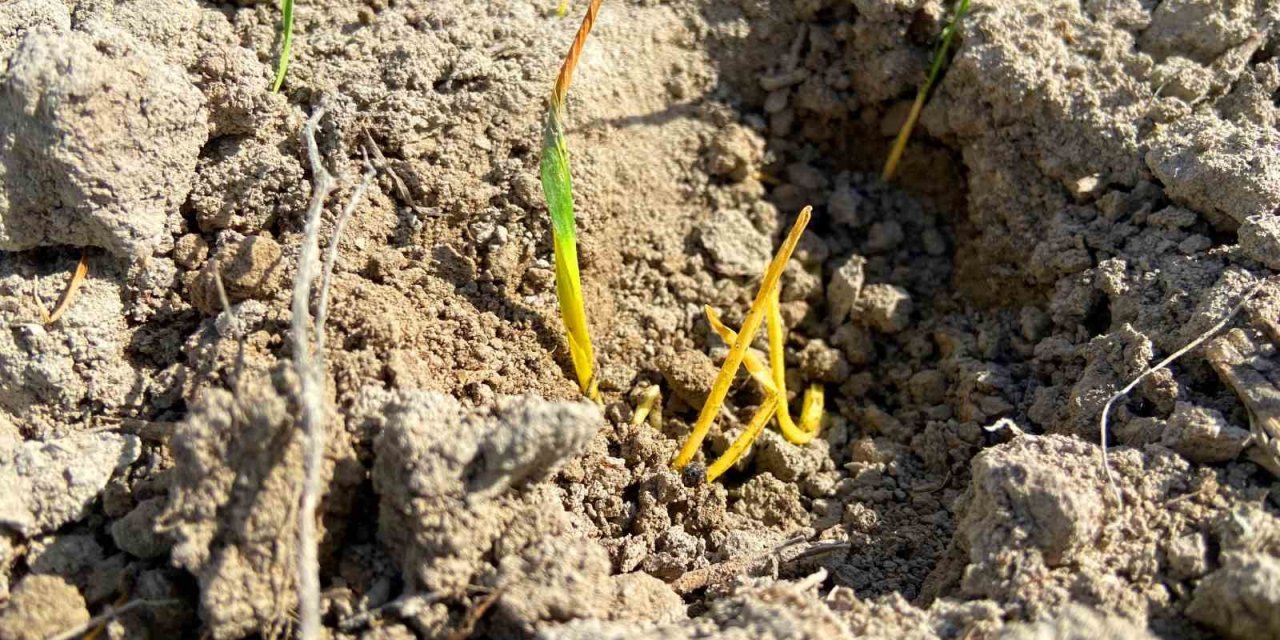 Konya Ovası’ndaki Yağışlar, Geçen Yıla Oranla Yüzde 55 Azaldı