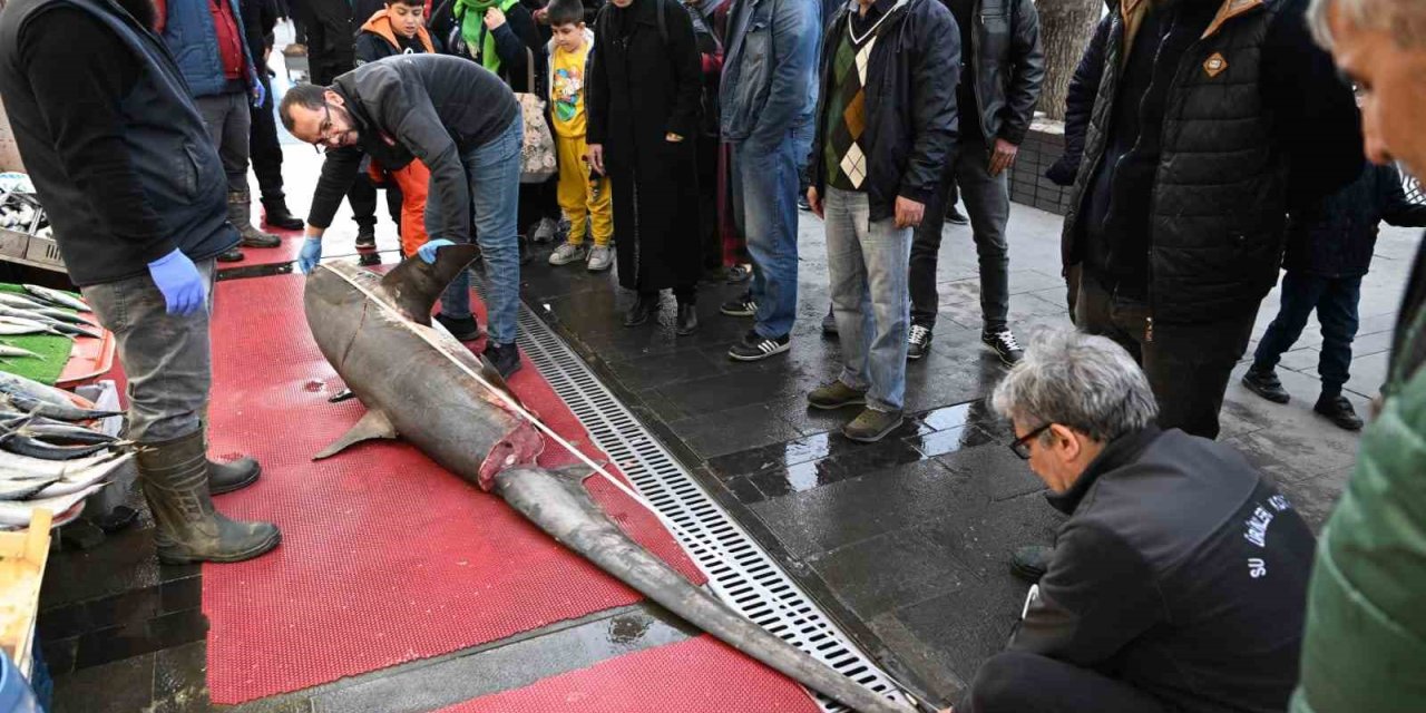 3,5 Metrelik Yasaklı Köpek Balığının Satışına Ceza