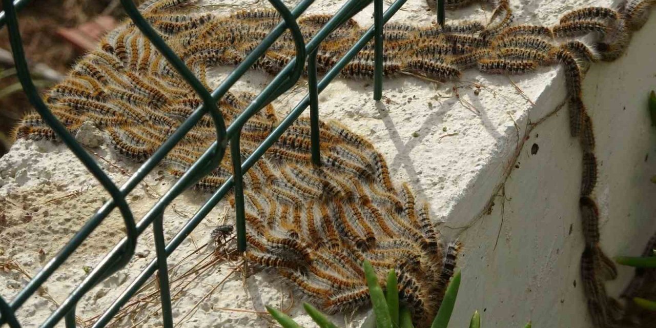 Manavgat’ta Çam Kese Böceği İstilası