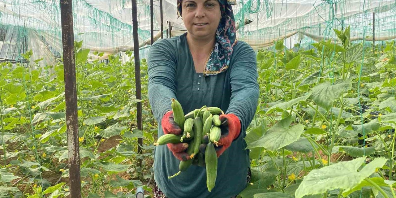 Antalyalı Üretici Kadınlar, Kadınlar Günü’nü Serada Ürün Toplayarak Geçirdi