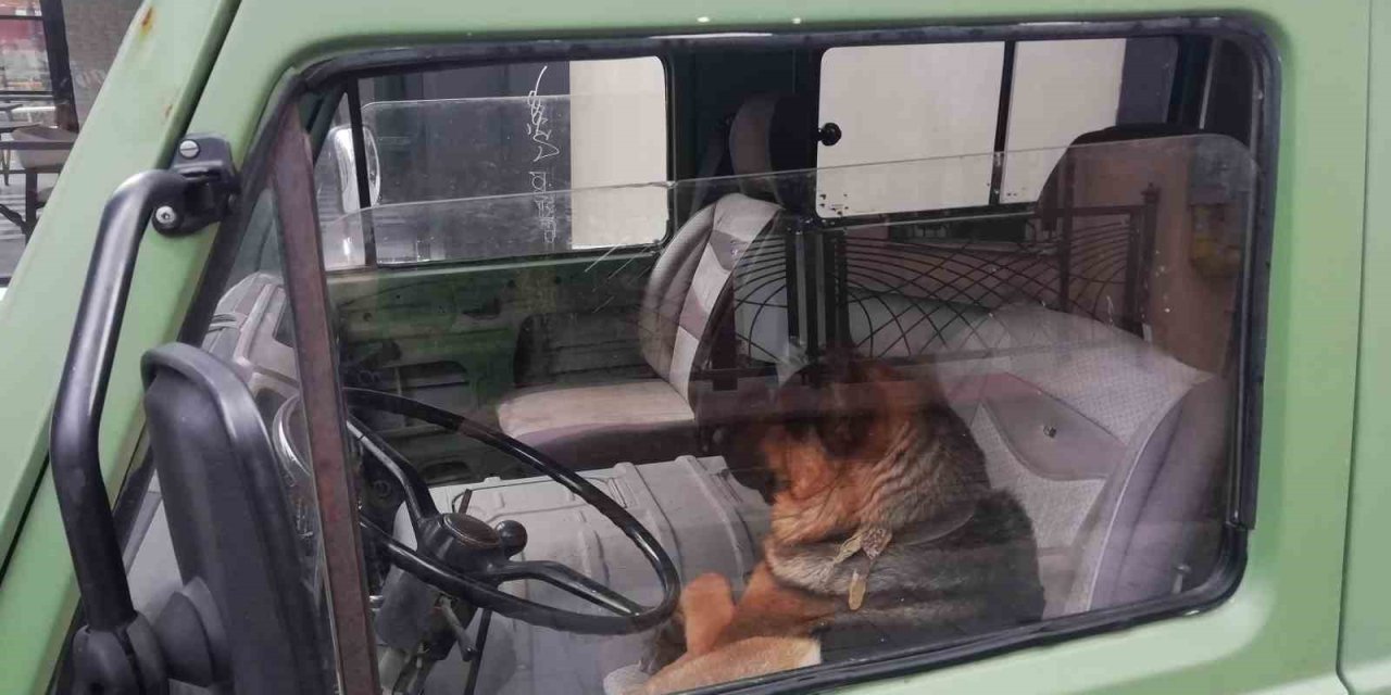 Her Sabah Şoför Koltuğunda Bekleyen Sevimli Köpek Merak Konusu Oldu