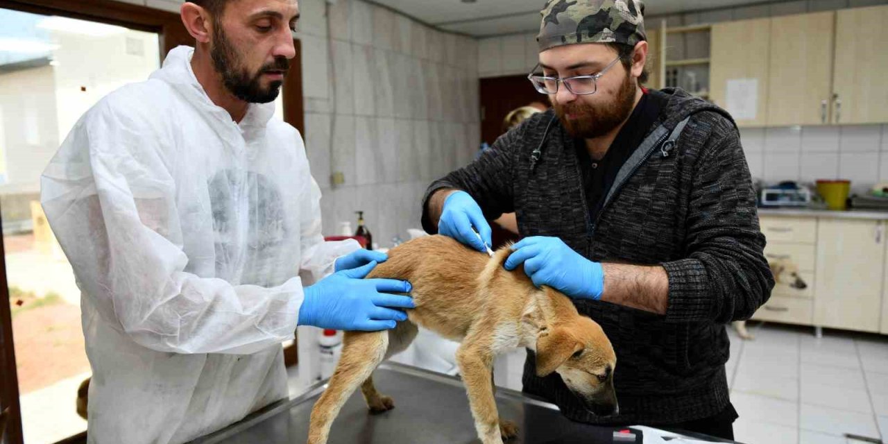 Enkazdan Kurtarılan 12 Köpek, Antalya’da Tedaviye Alındı