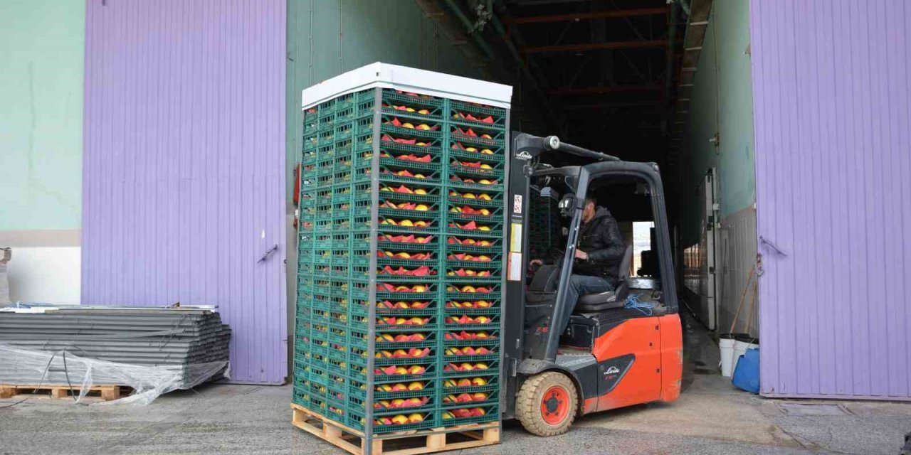 Margarit Armudu Ve Ayvada İhracat Hareketliliği