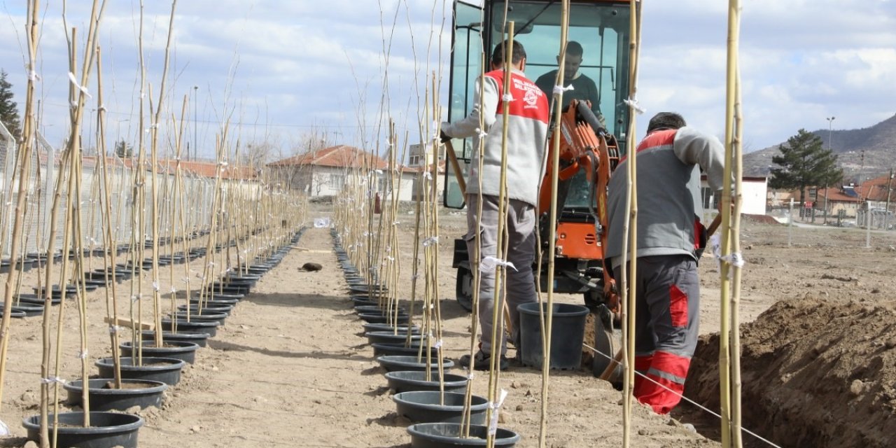 4 Bin 500 Adet Çınar Fidanı Melikgazi’ye Ağaç Olacak