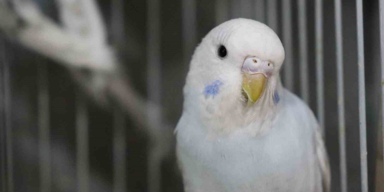 Depremden Sonra Muhabbet Kuşlarının Satışı Patladı