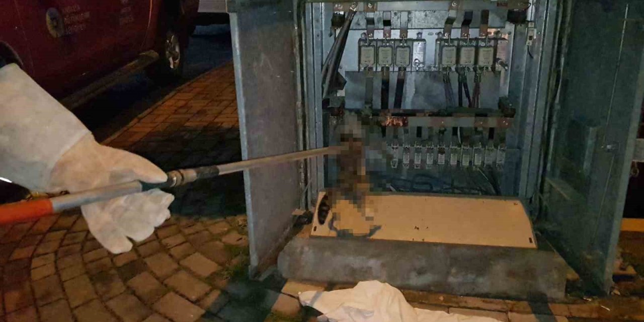 Alanya’da Trafoya Giren Kedi Akıma Kapılıp Telef Oldu