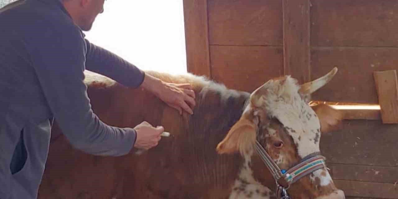 Gazipaşa’da Şap Aşısına Başlandı