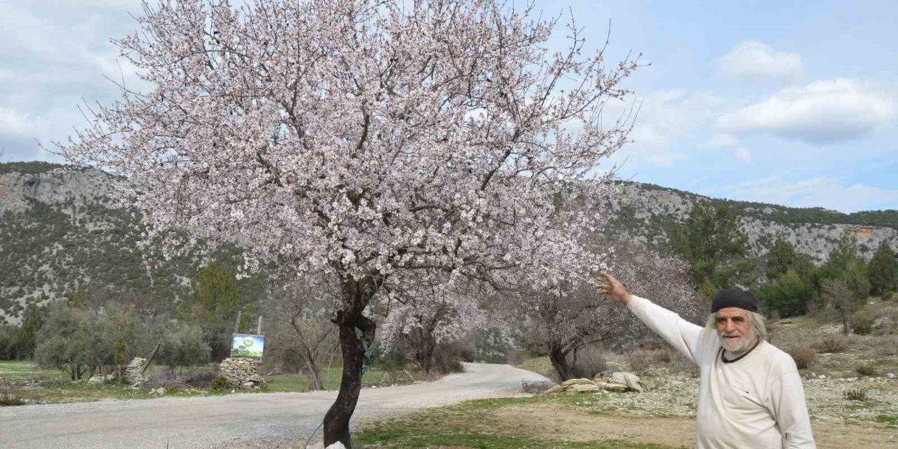 Güneşe Aldanan Badem Ağaçları Erken Çiçek Açtı