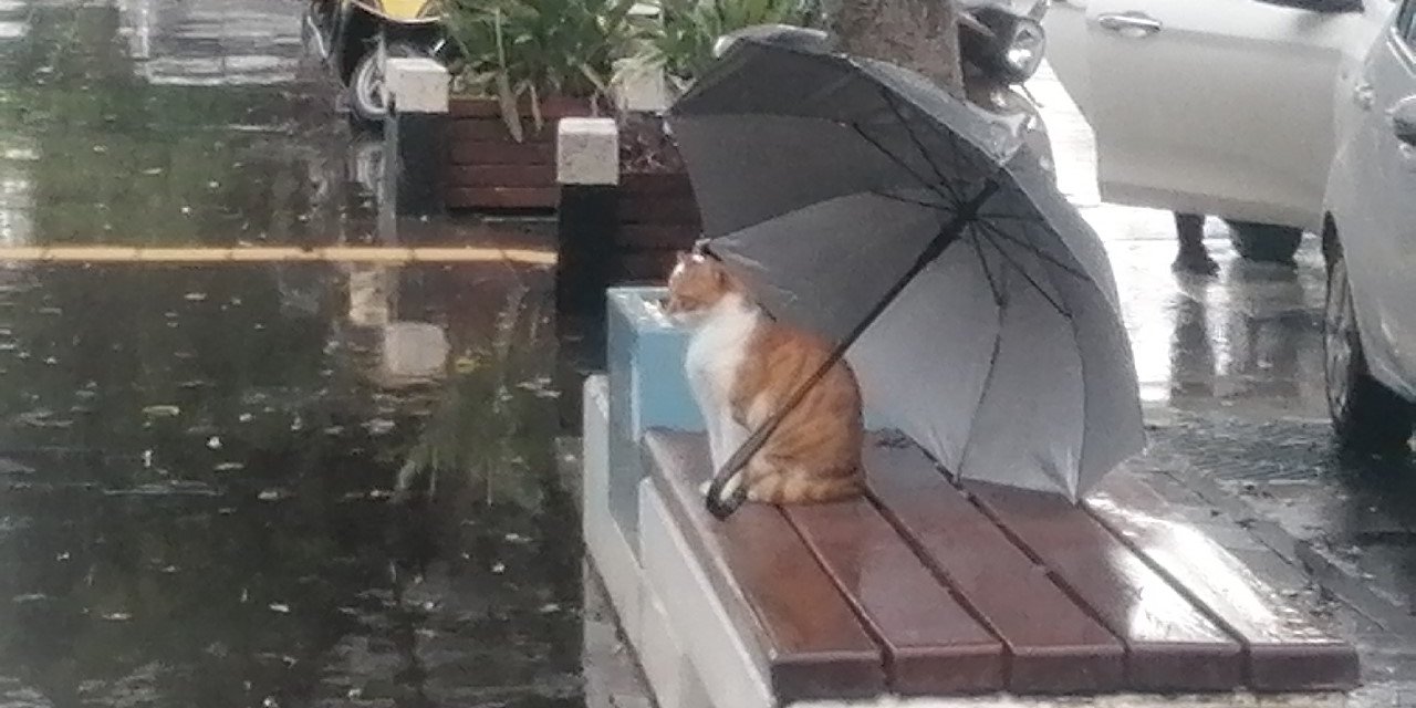Yağmurda Islanmasın Diye Şemsiyesini Kedinin Üzerine Açıp Gitti