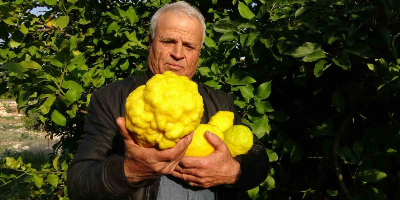 1 Kiloyu Geçen Sıra Dışı Büyüklükte Bergamot Yetiştirdi