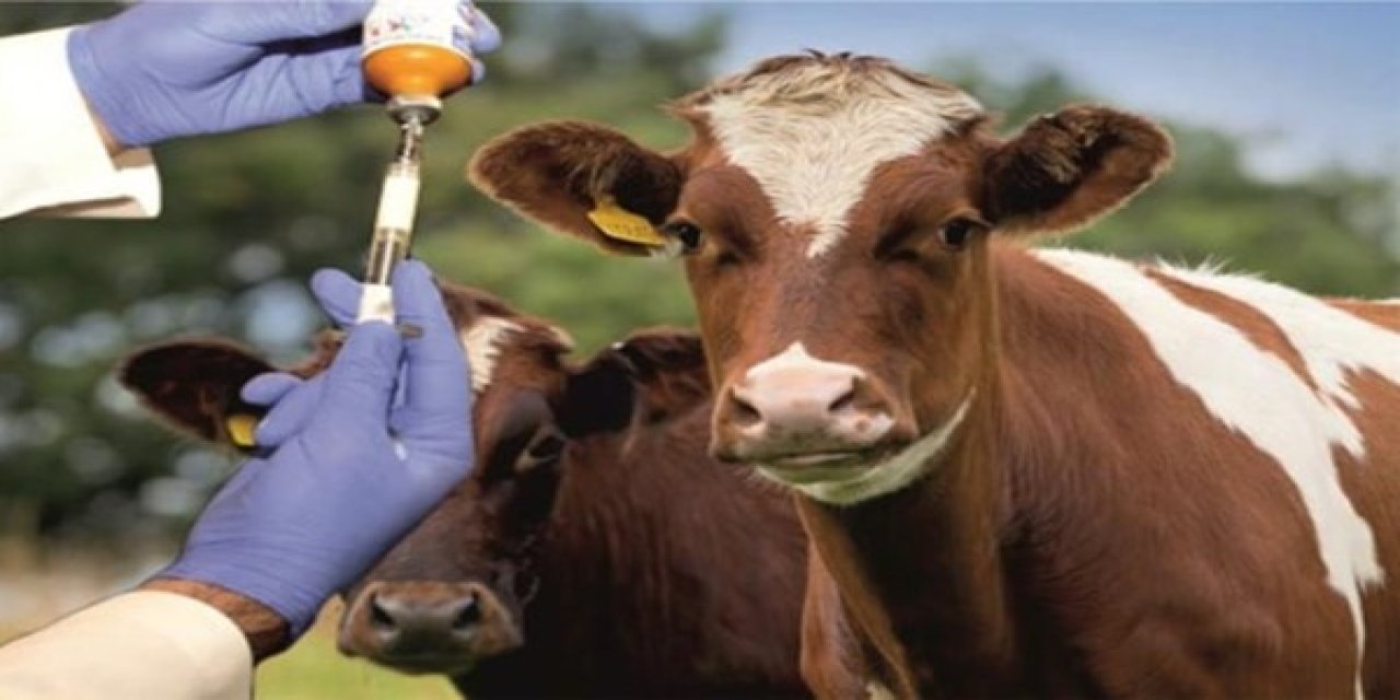 Eskişehir’de Şap Virüsü Alarmı