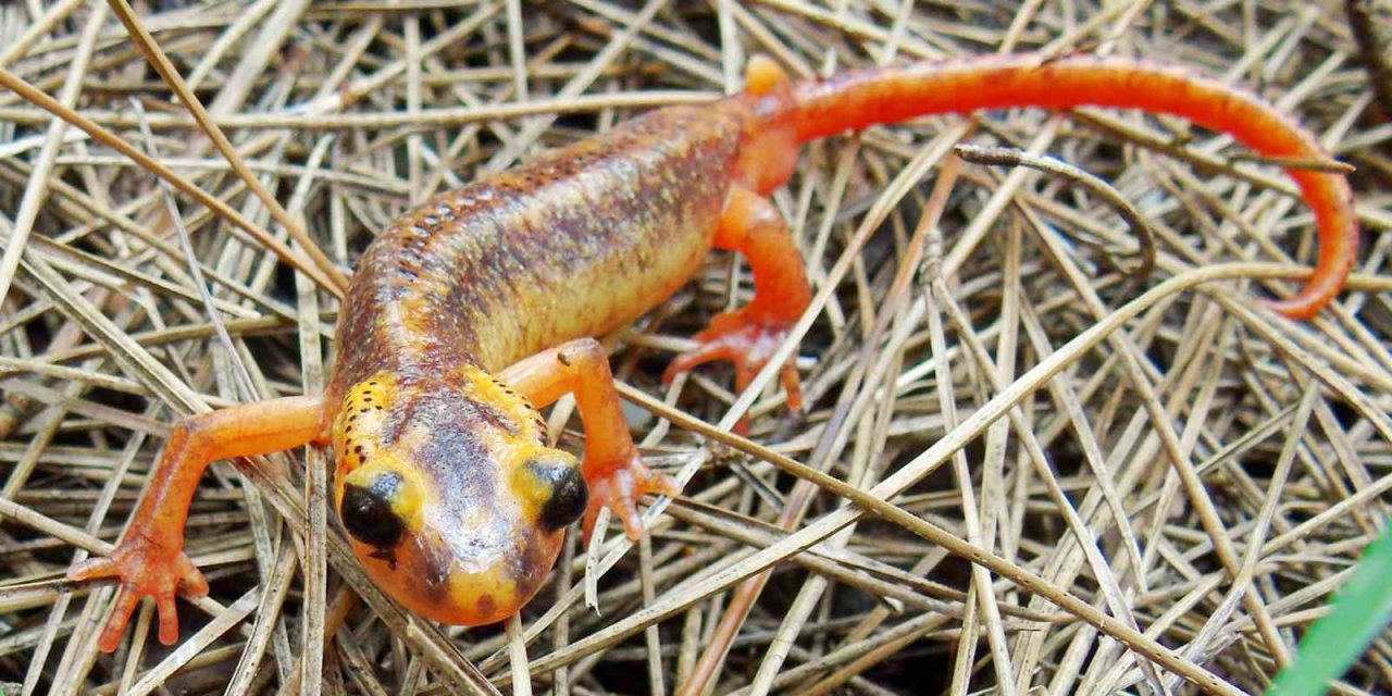 Tehdit Altındaki Türler İçin Çalıştay