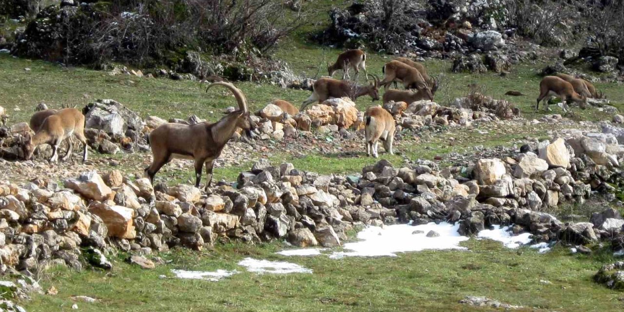 Antalya’da Mahallelinin Ürkek Misafirleri