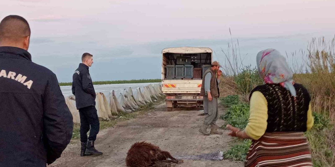 Tarsus’ta 25 Koyun Telef Oldu