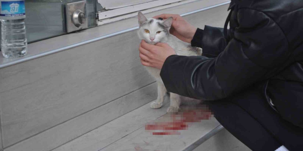 Süratli Sürücünün Çarptığı Kediye Öğrenciler Sahip Çıktı