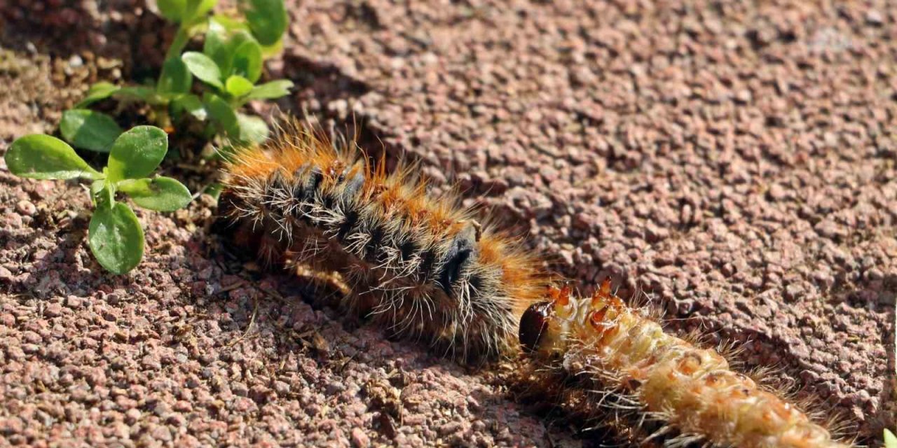 Evinin Bahçesindeki Tırtılları Süpürdü, Hastanelik Oldu