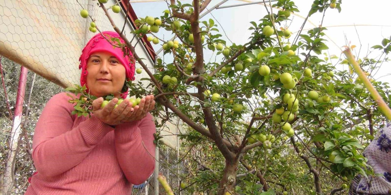 Mersin’de Erik Hasadı