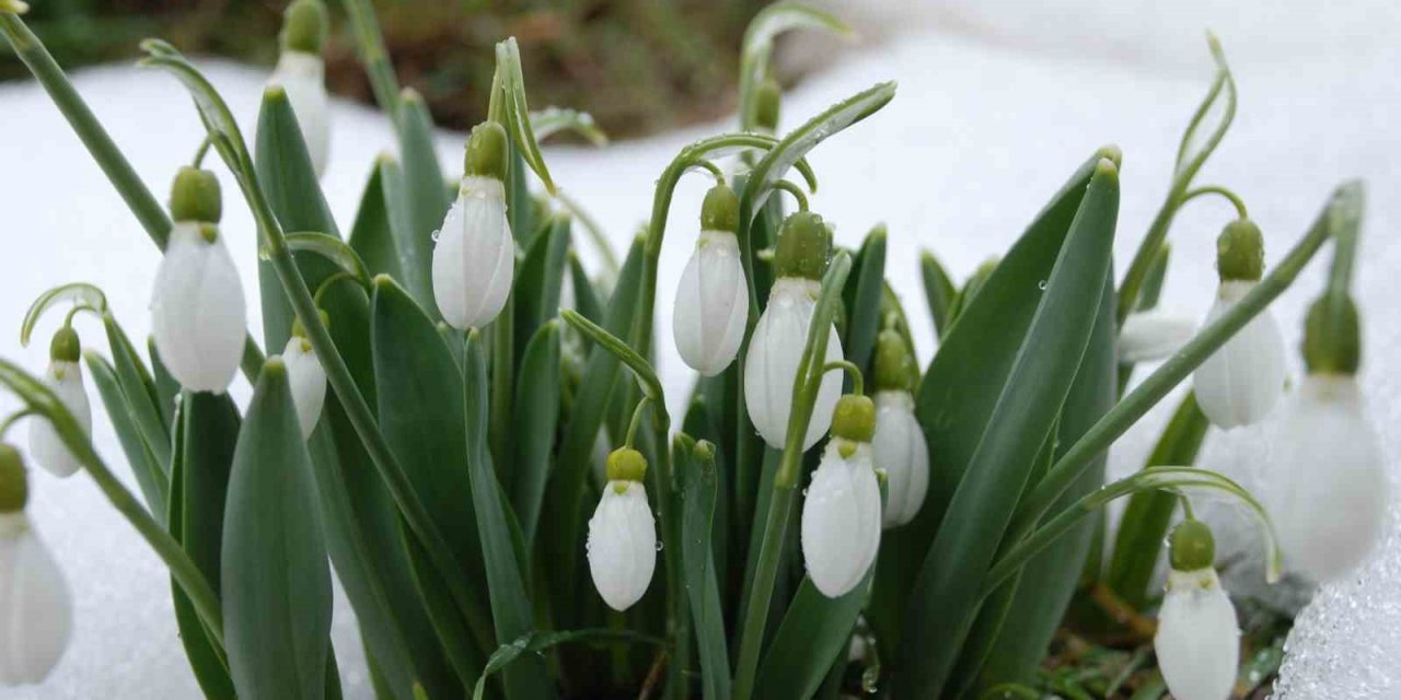 Toroslar’ın Gelinliği Kardelenler Karların Arasından Yüzünü Gösterdi