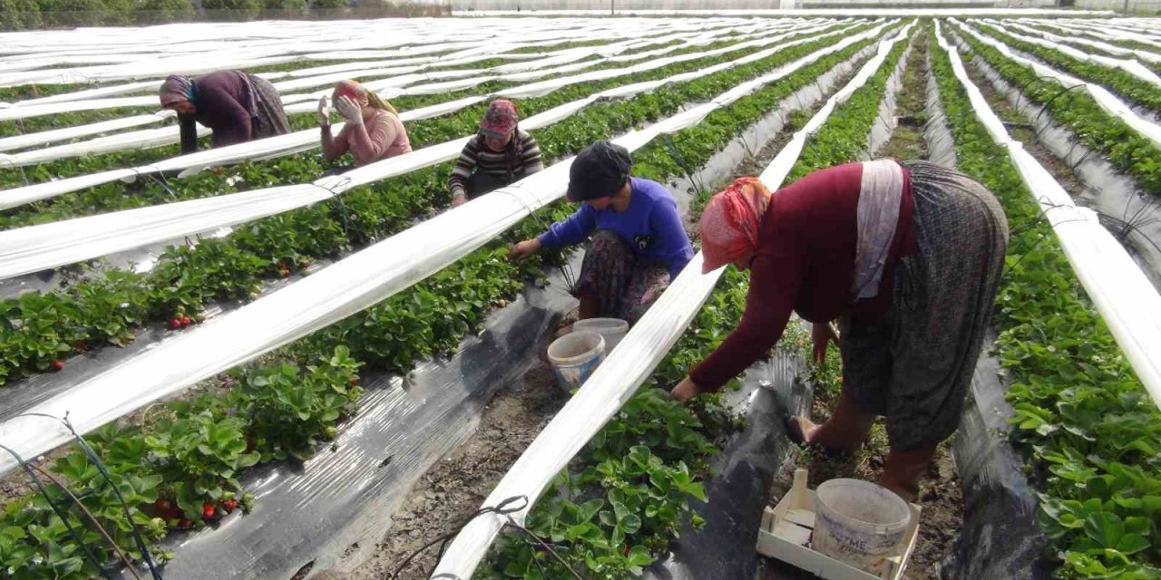 Mersin’de Açıkta Çilek Hasadı Başladı: 80 Bin Ton Ürün Bekleniyor