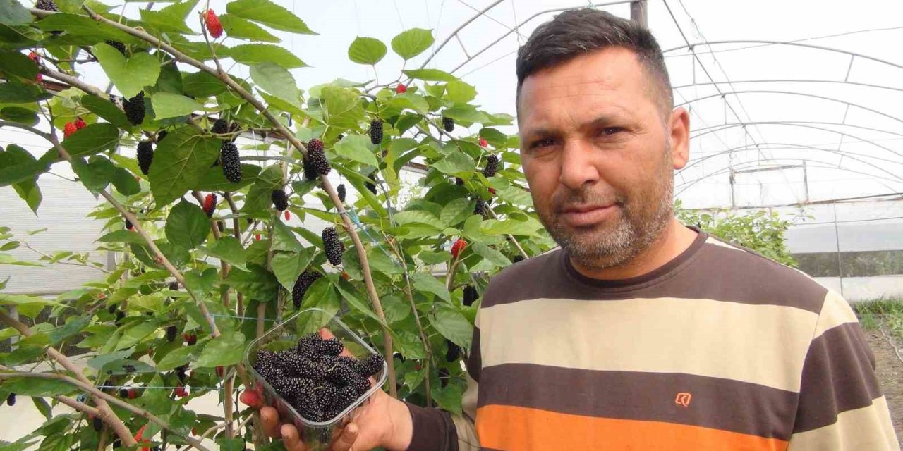 Mersin’de Karadut Hasadı: Kilosu 50 Liradan İhraç Ediliyor