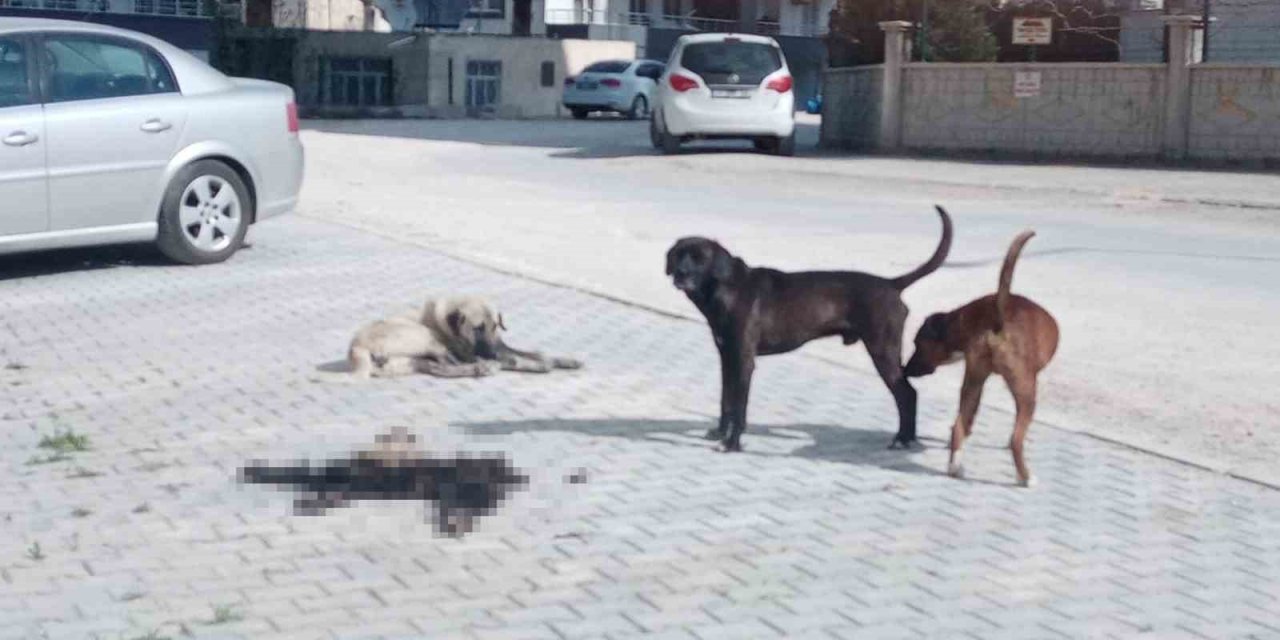 Mersin Mut’ta Hayvan İç Organları Ve Derilerini Çöpe Atanlar Tepki Çekti